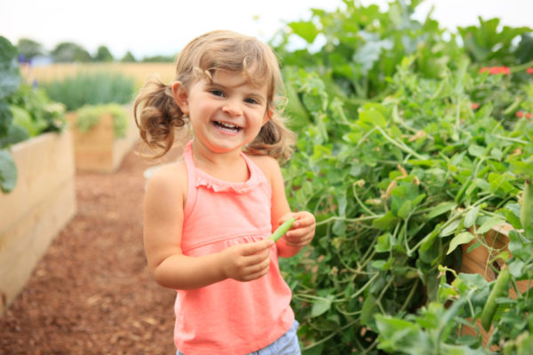 How to Grow Peas, Raised Bed Gardening | Casey Lynn